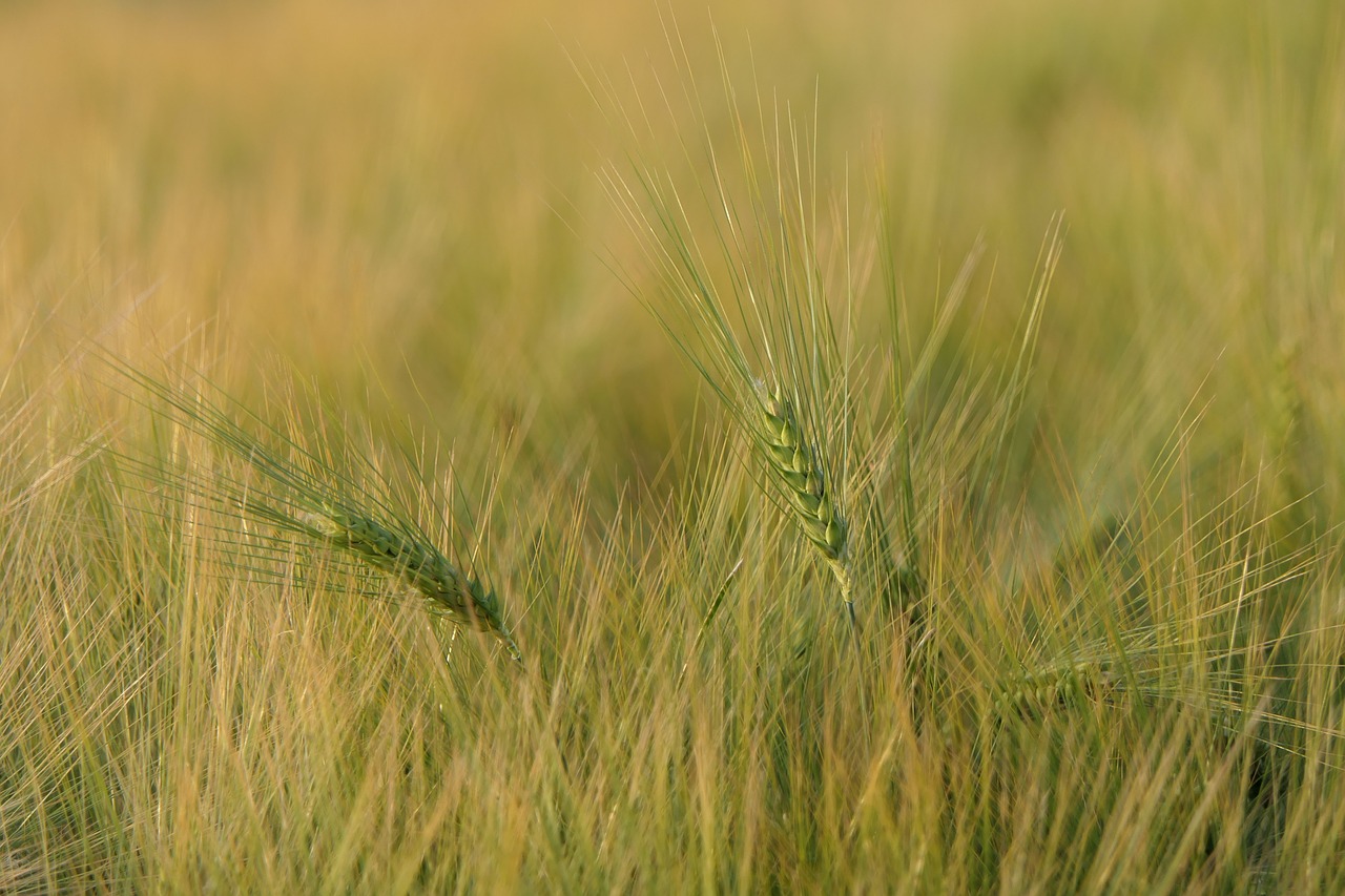 cornfield  spike  background free photo