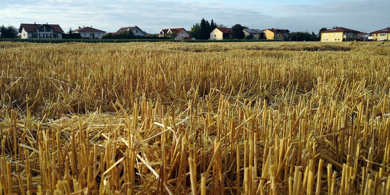 cornfield  harvest  agriculture free photo