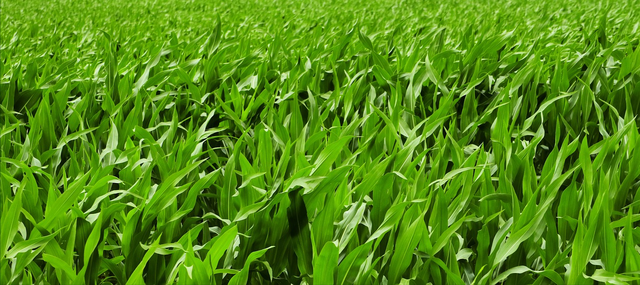 cornfield  summer  agriculture free photo