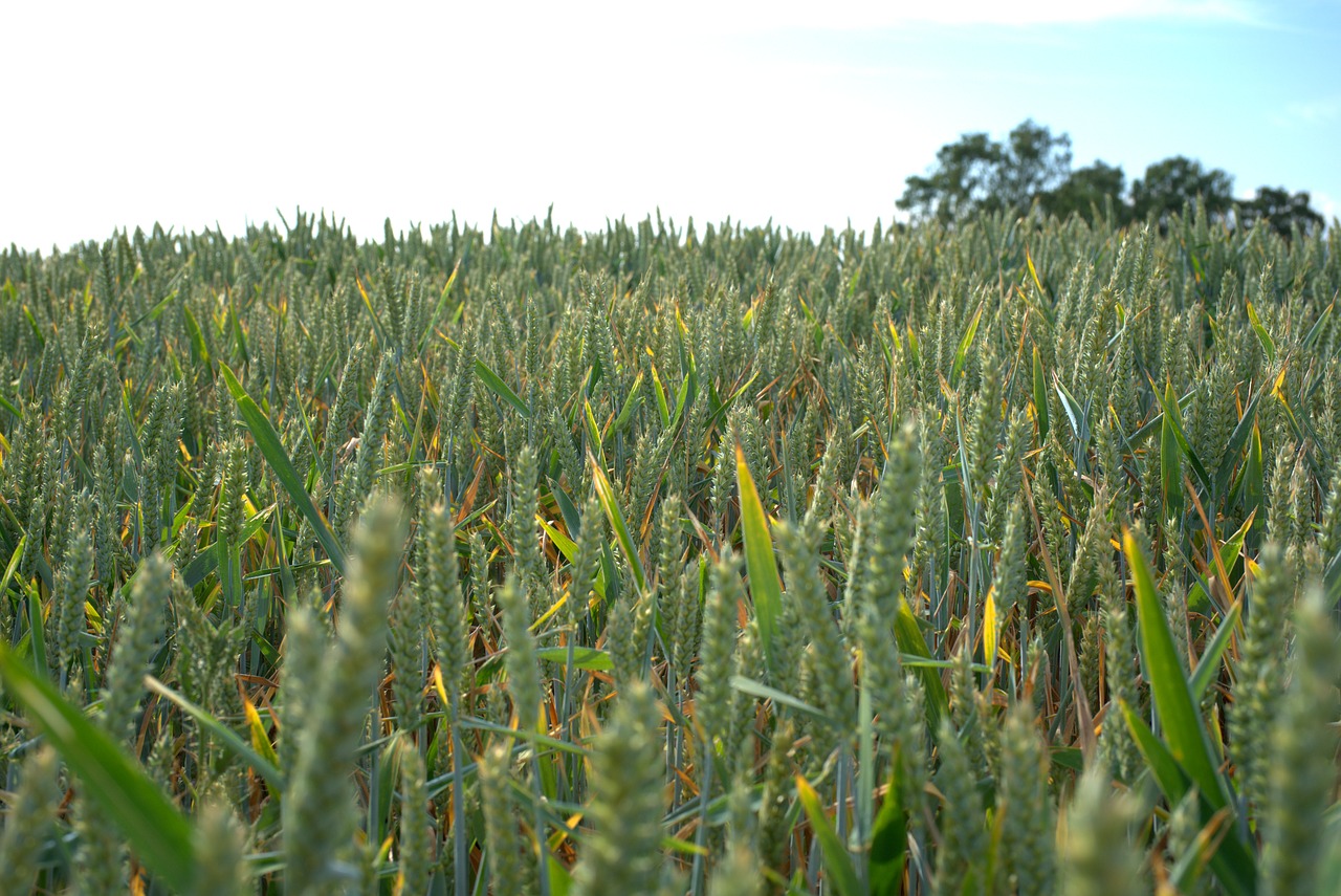 cornfield  grain  field free photo