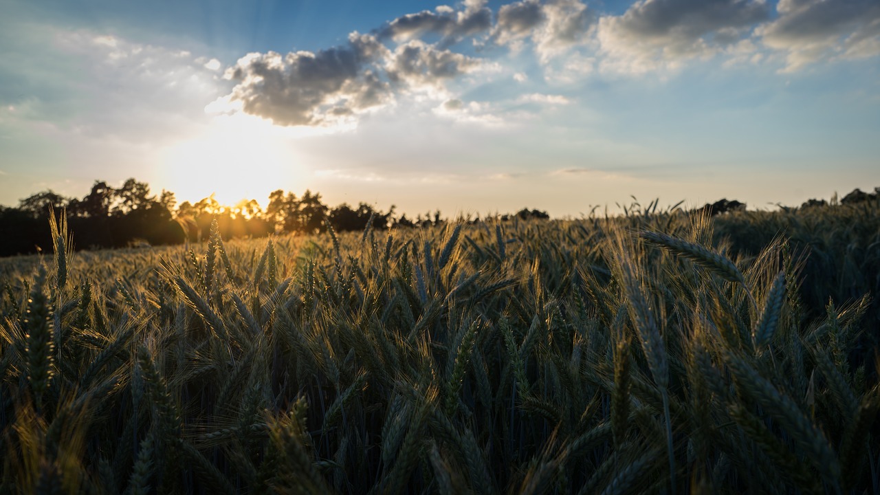 cornfield  field  summer free photo