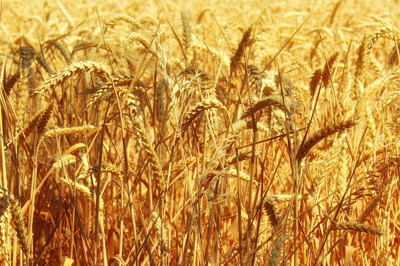 cornfield  arable  gold free photo