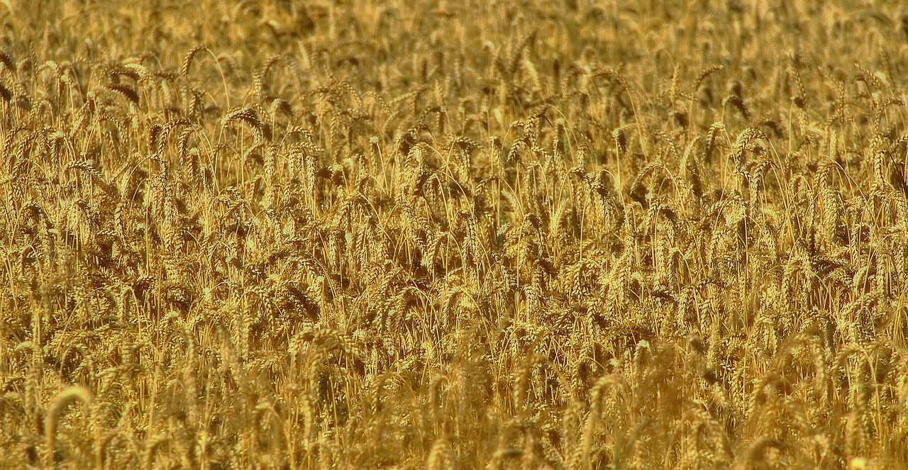 cornfield  wheat  grain free photo