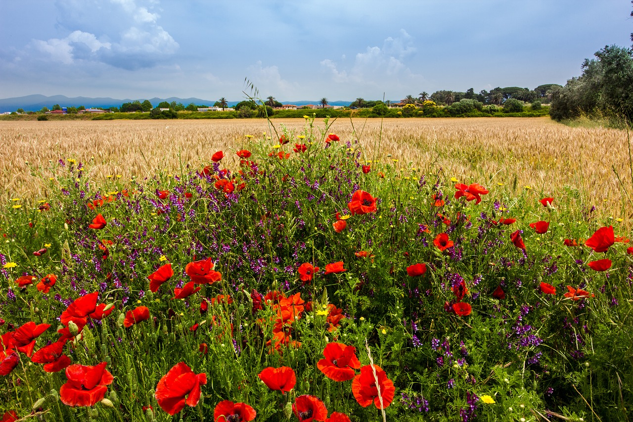 cornfield  summer  nature free photo