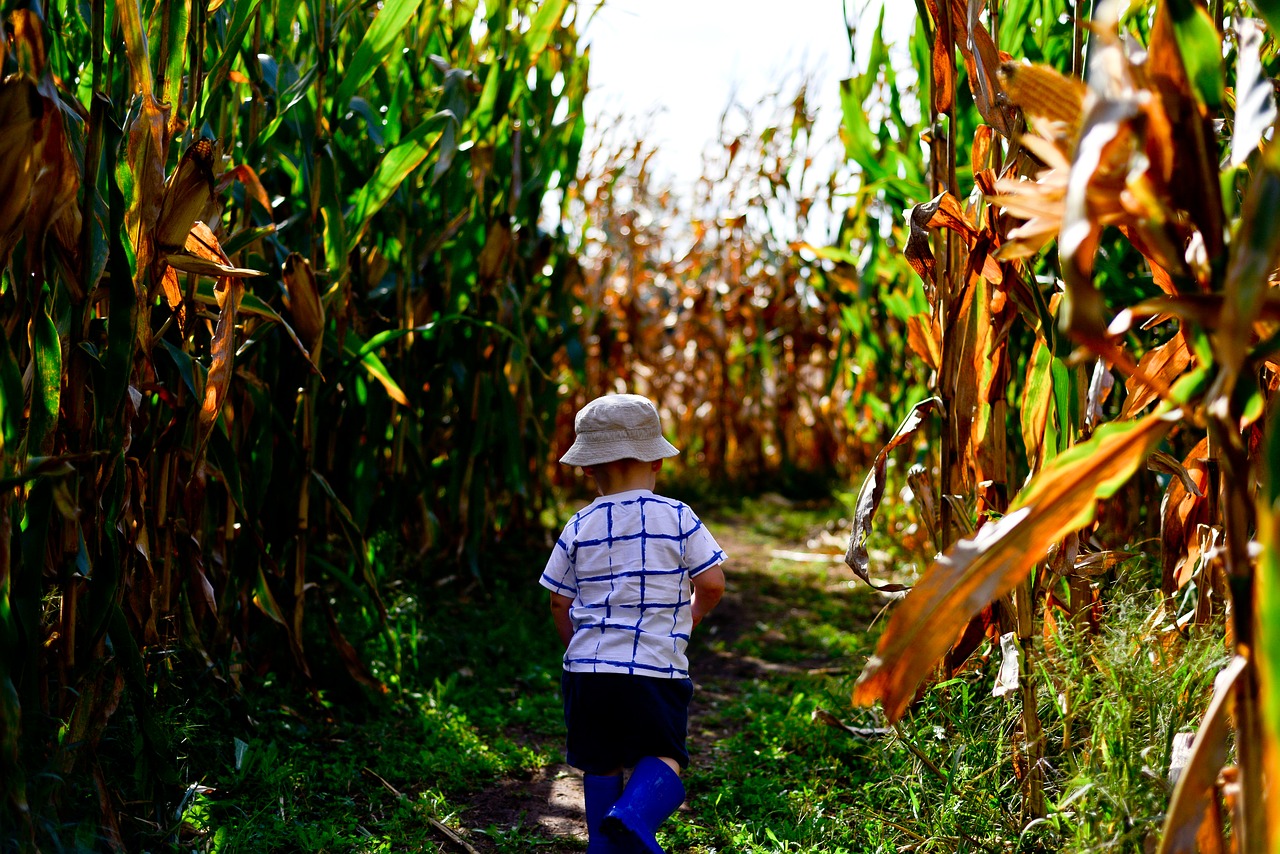 cornfield  maze  nature free photo