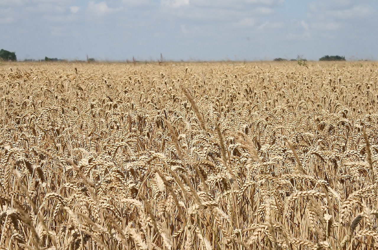 cornfield  wheat  agriculture free photo