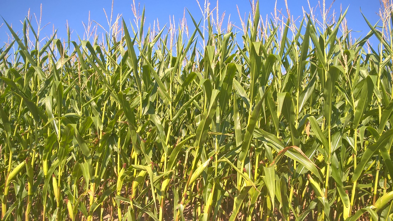 cornfield  sky  nature free photo