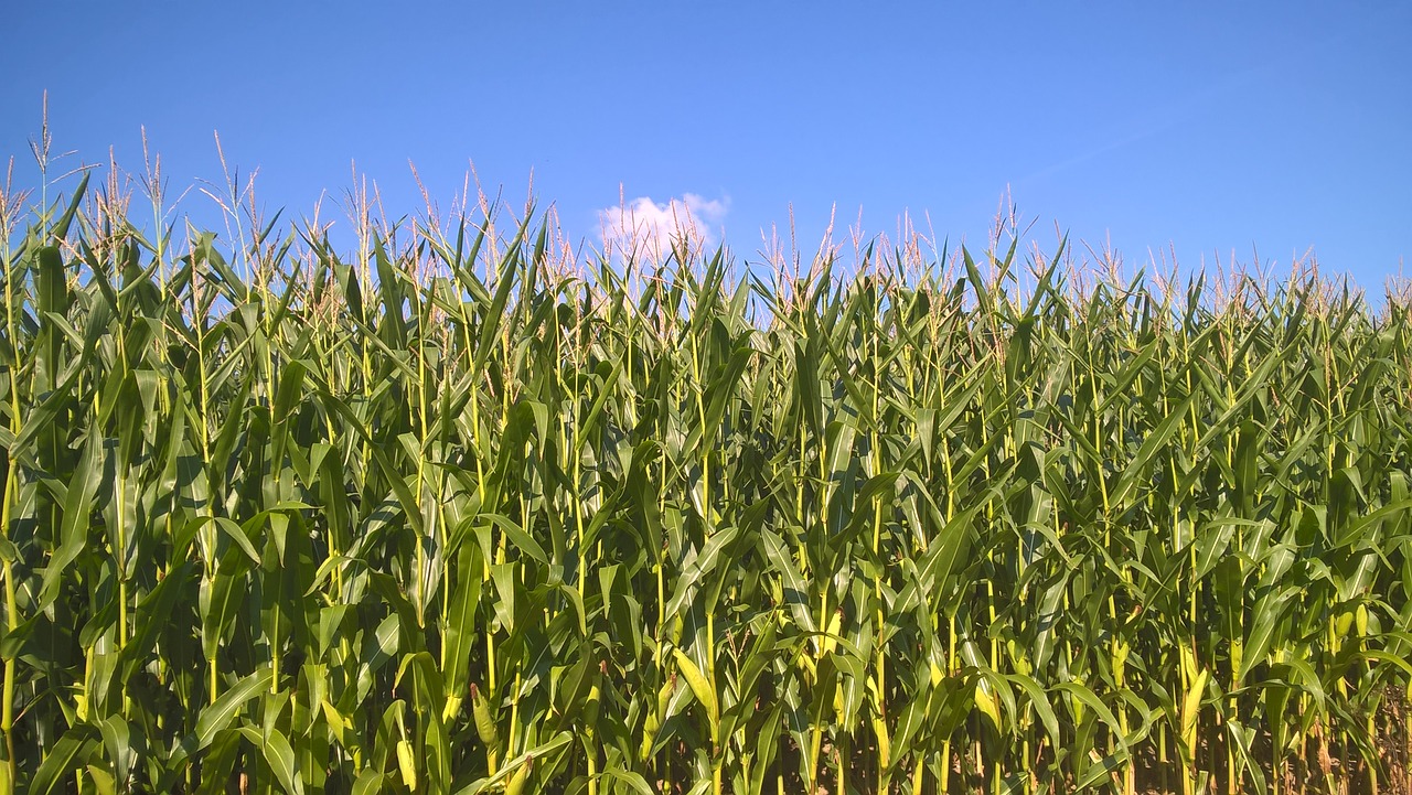 cornfield  corn on the cob  sky free photo