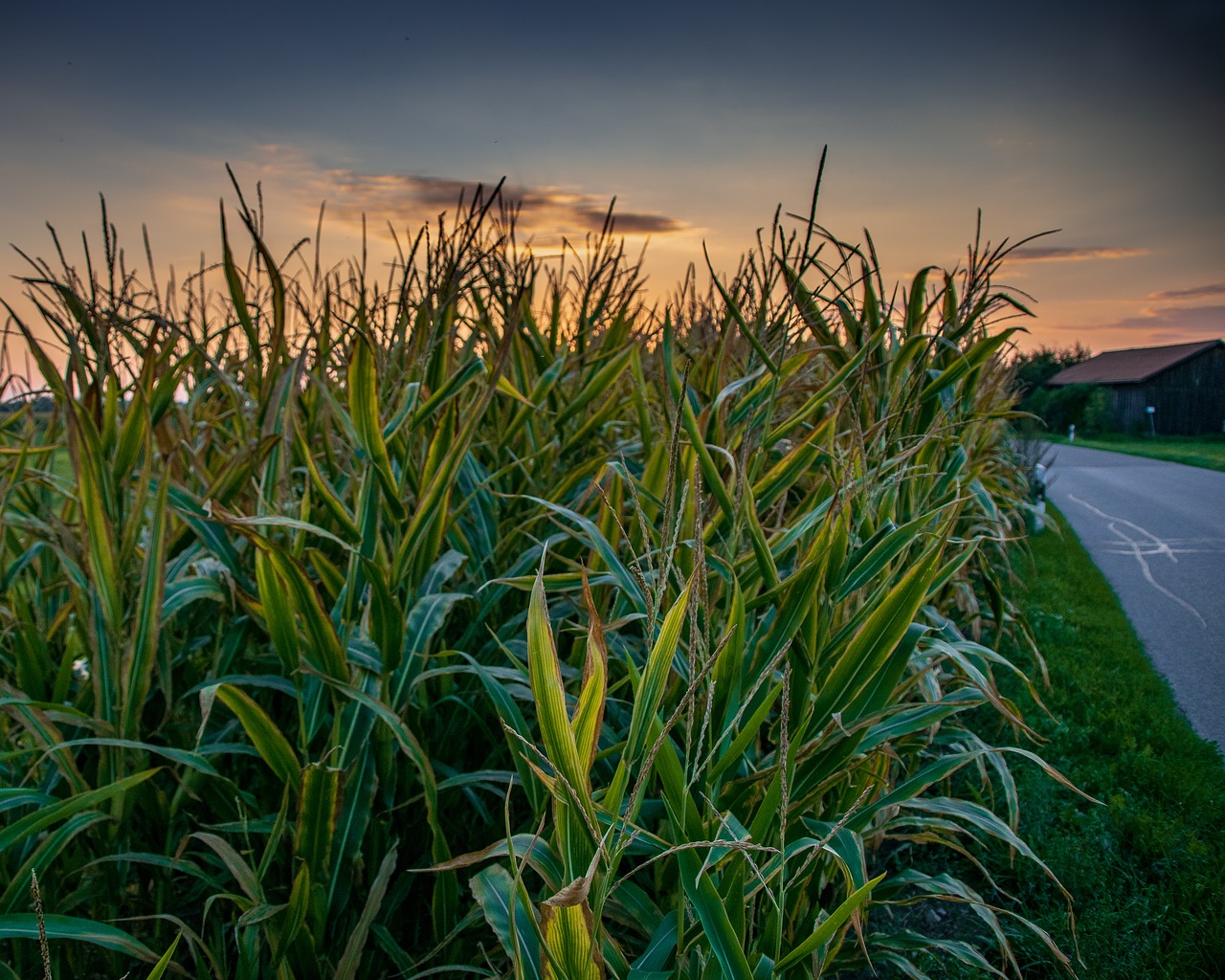 cornfield  abendstimmung  corn free photo