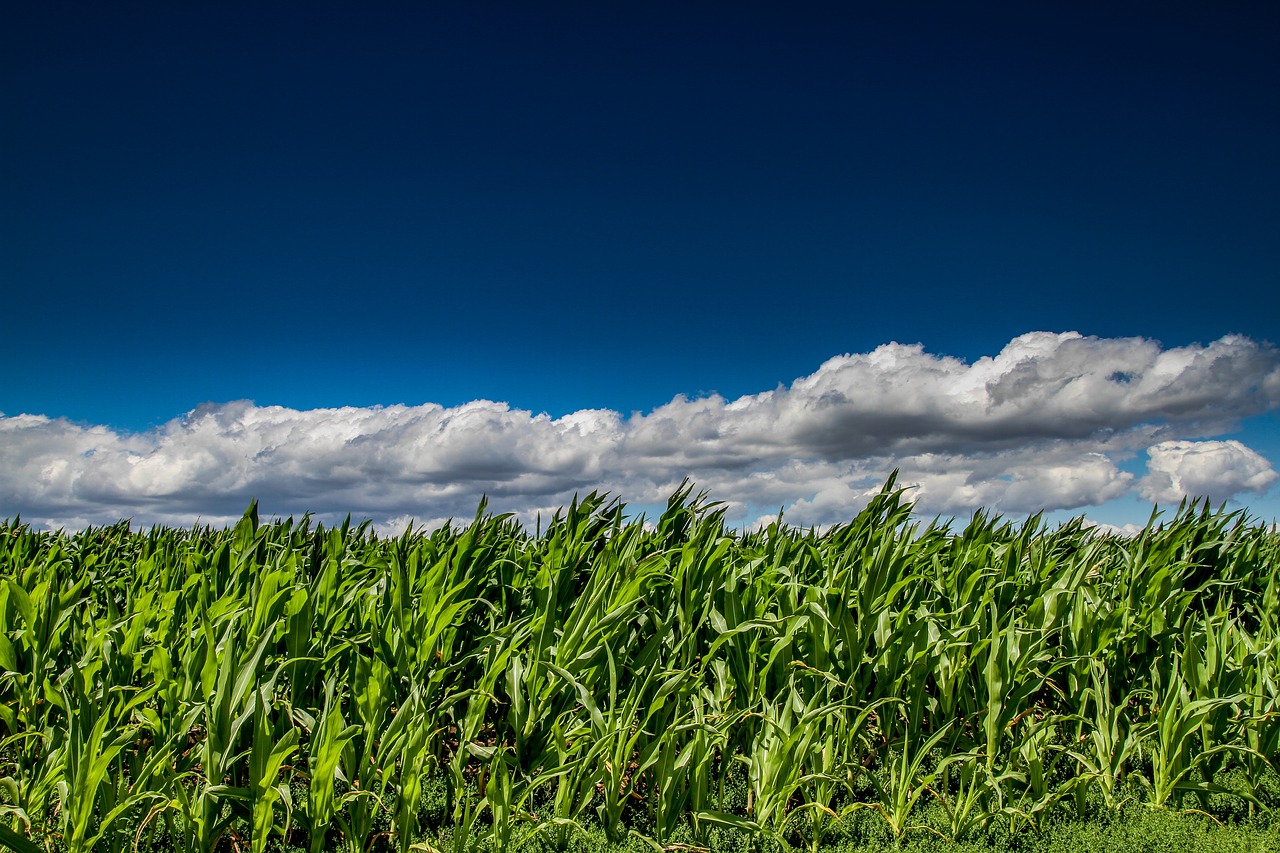 cornfield  field  harvest free photo