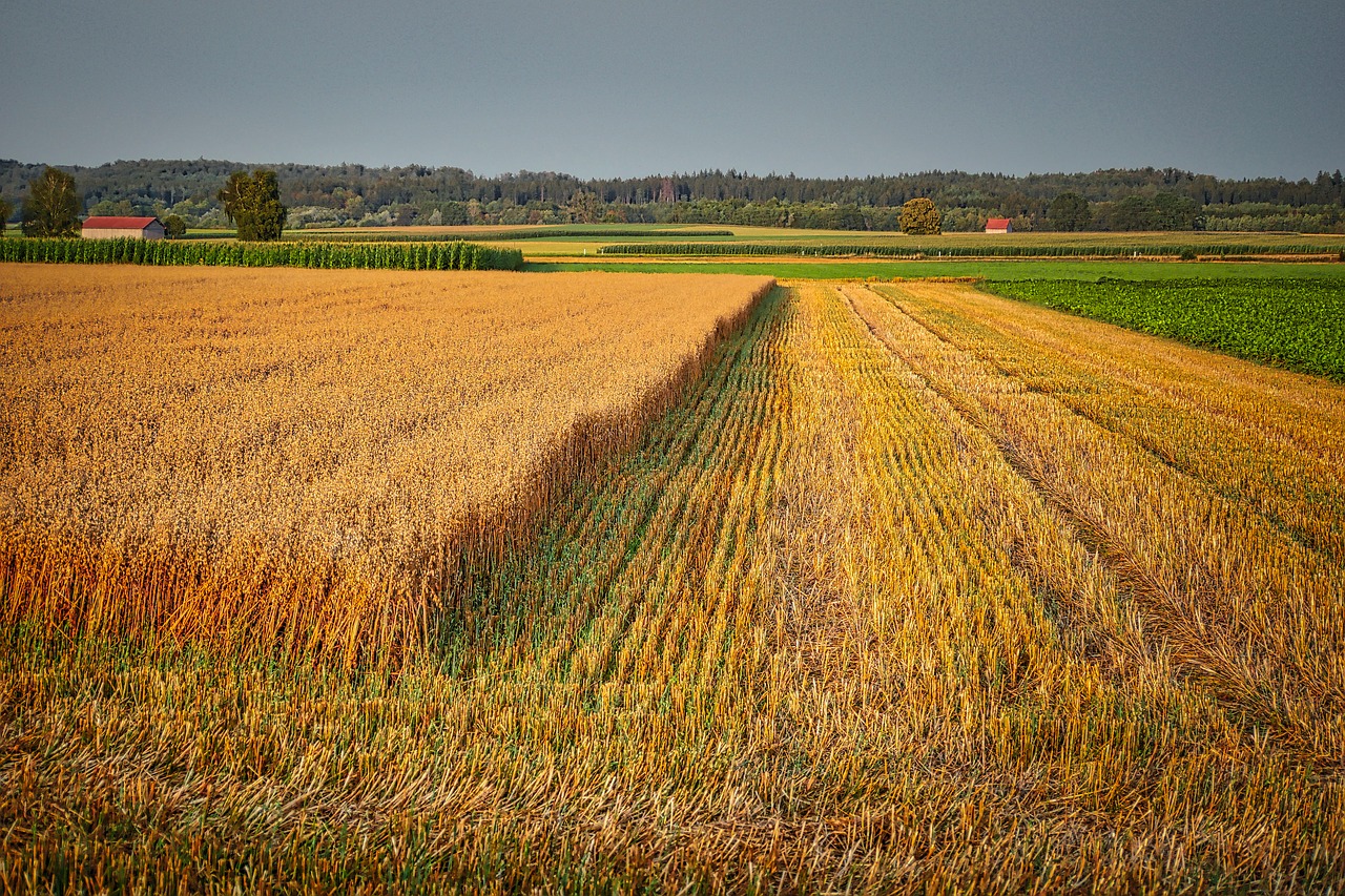 cornfield  harvest  agriculture free photo