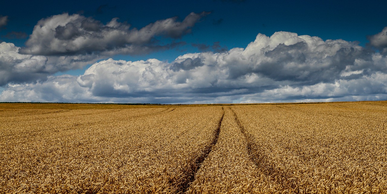 cornfield  wheat field  harvest free photo