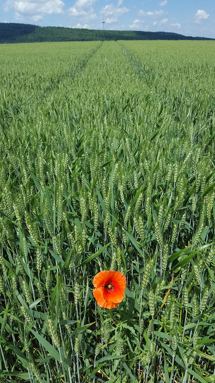 cornfield  nature  poppy free photo