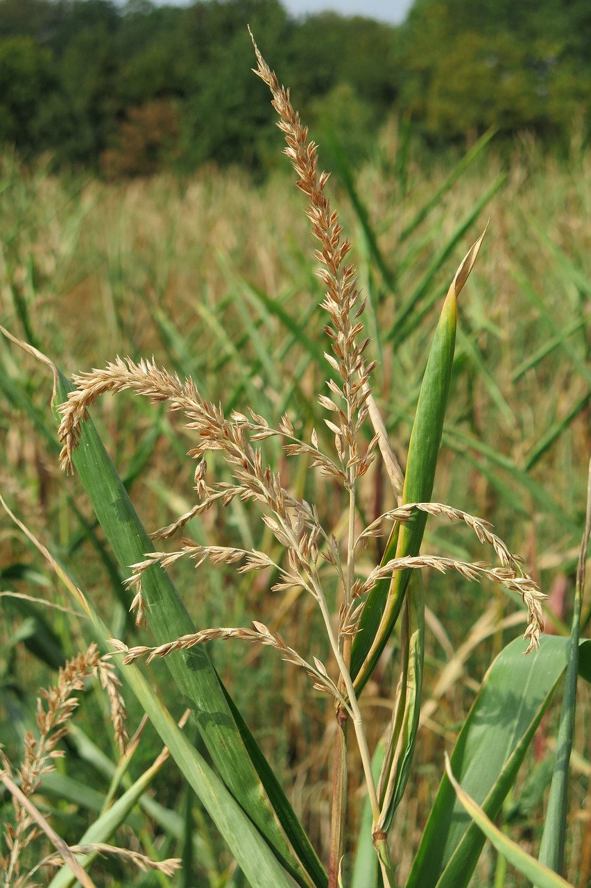 cornfield  autumn  nature free photo