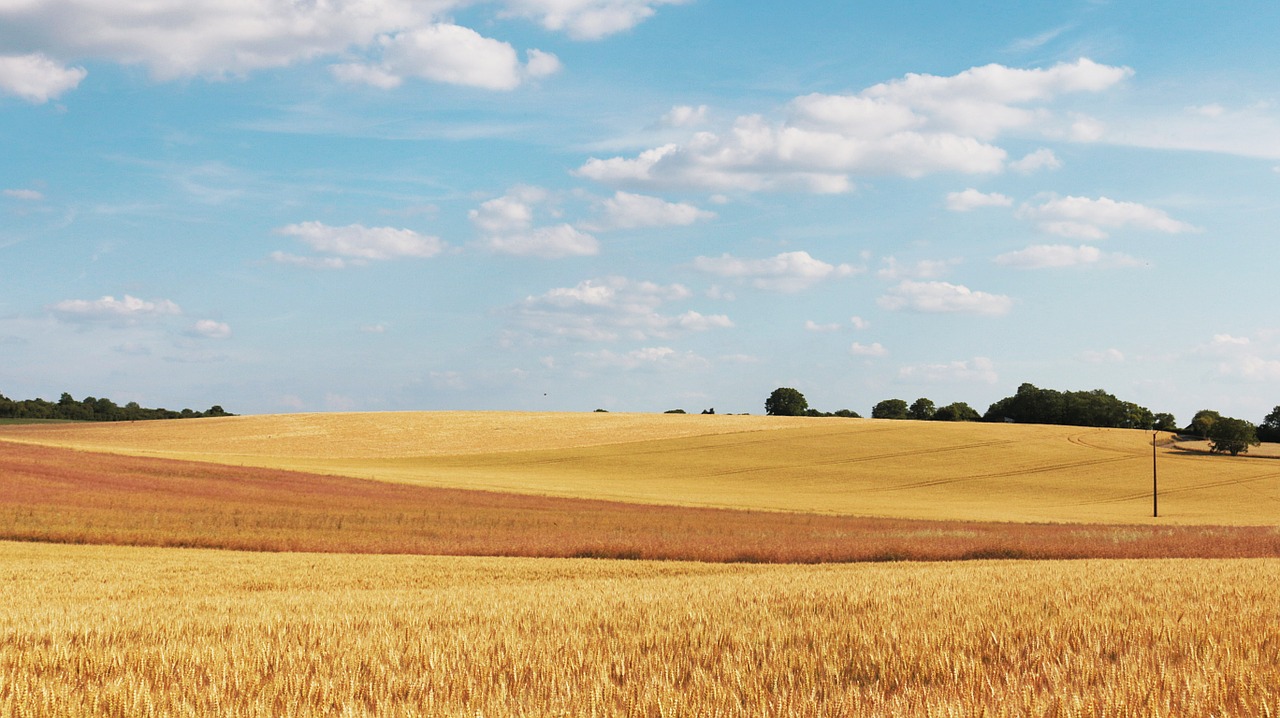 cornfield wheat fields field free photo