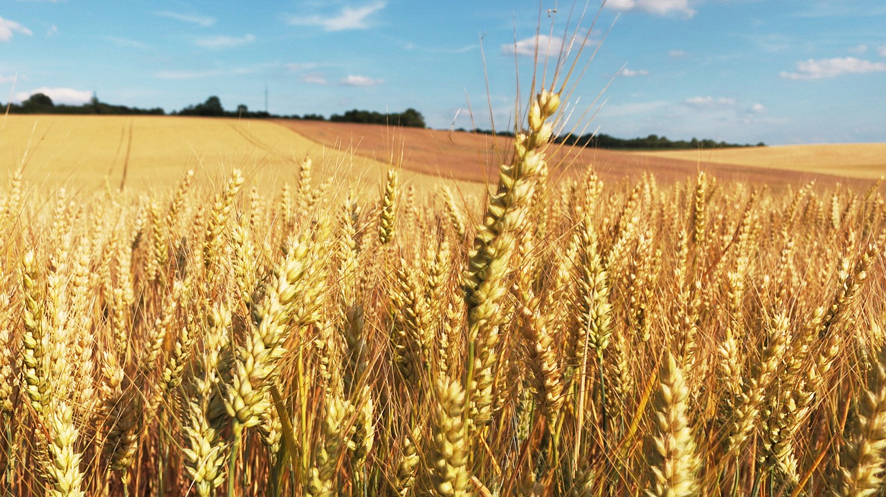 cornfield wheat fields field free photo