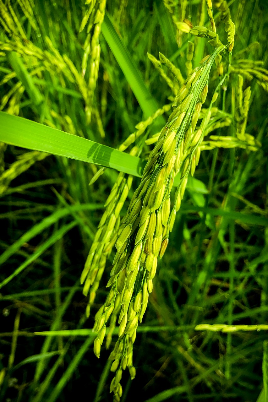 cornfield  vole  nature free photo