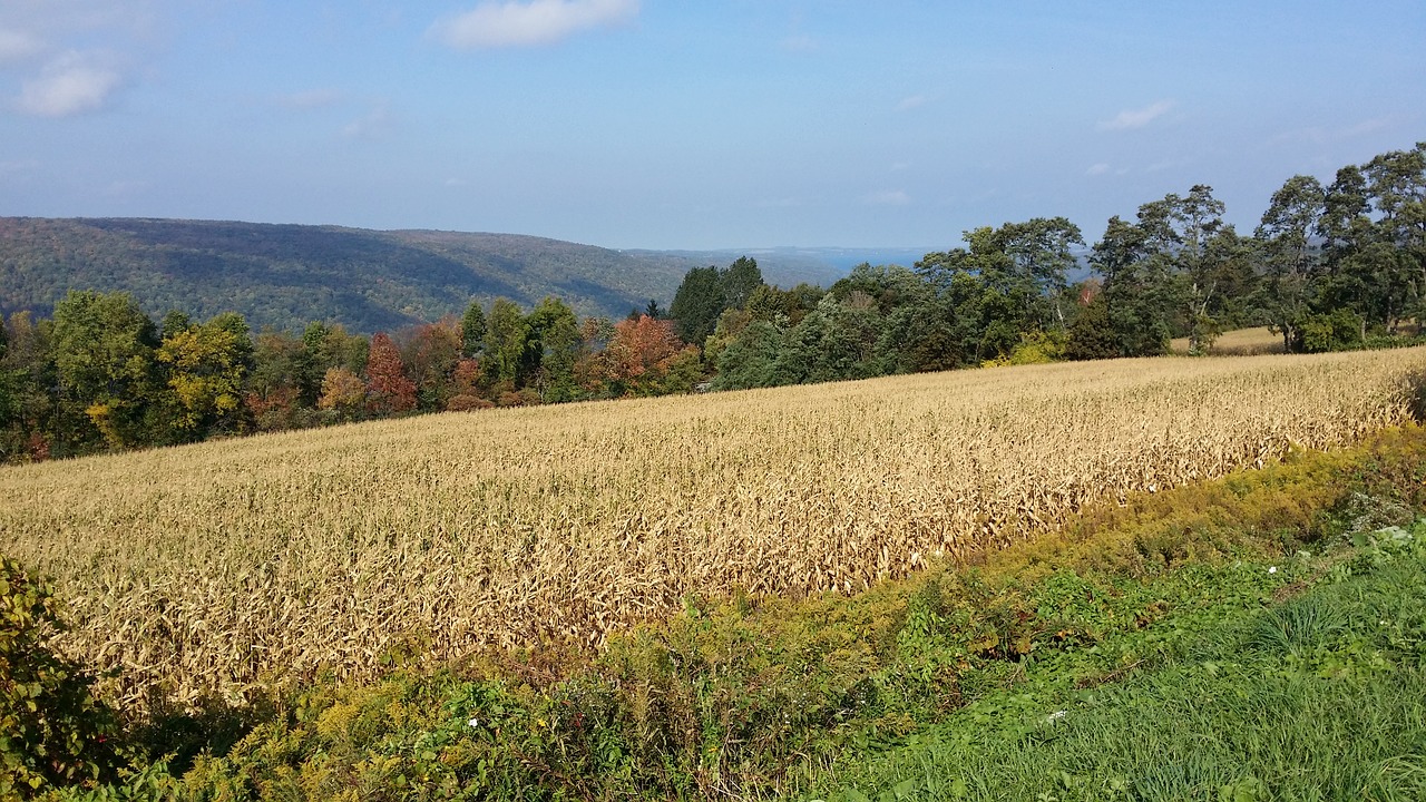 cornfield  autumn  foliage free photo