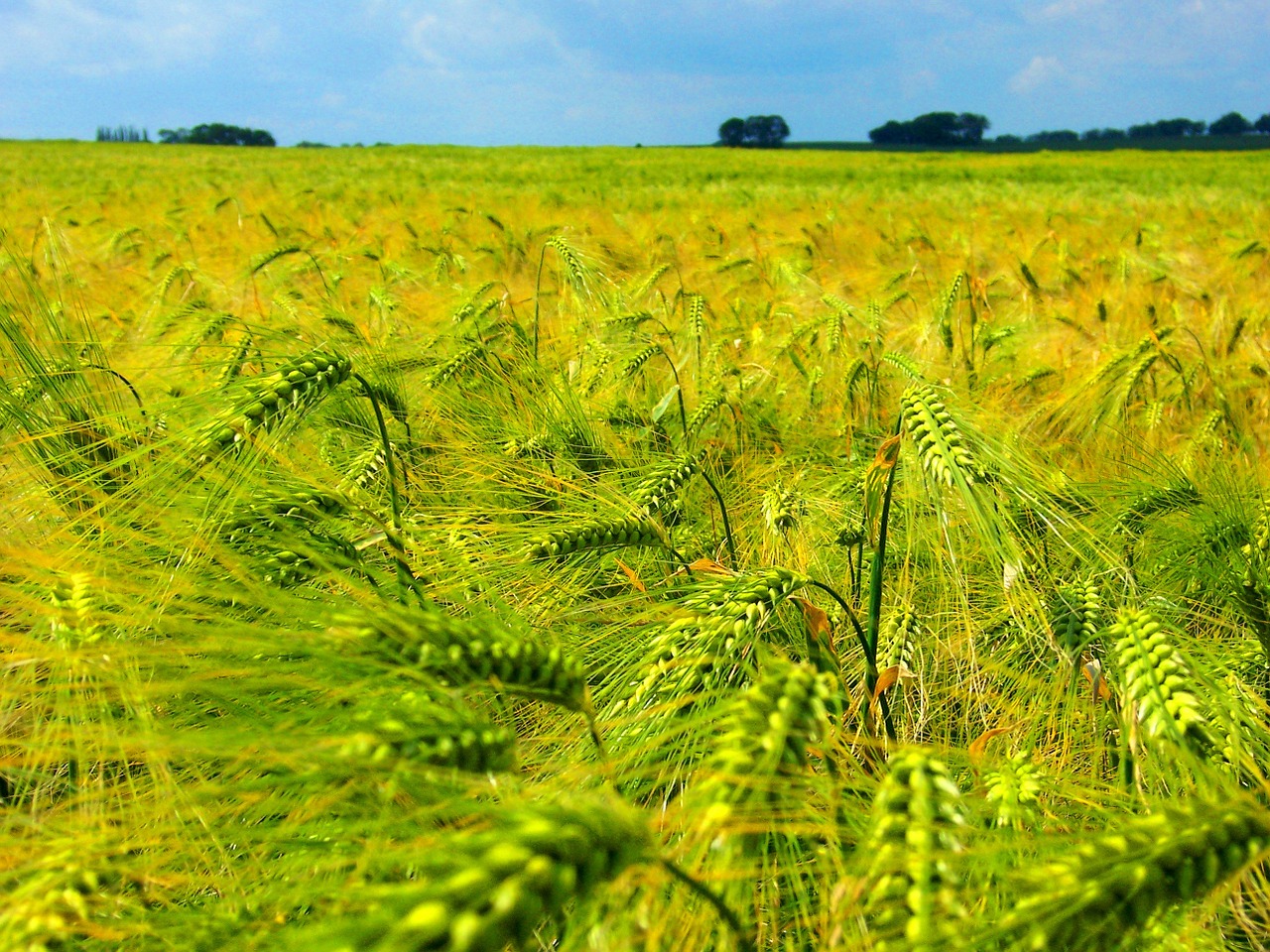 cornfield cereals field free photo