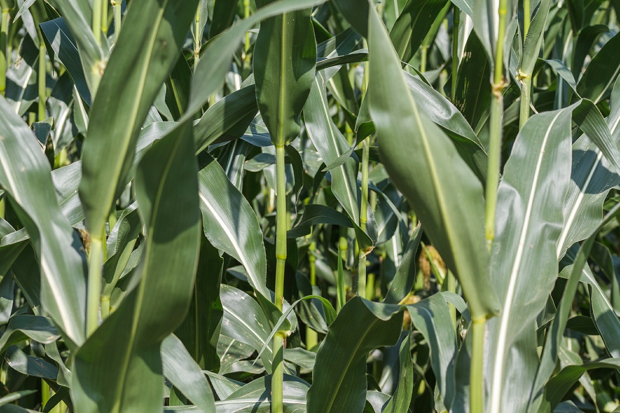 cornfield corn plant free photo