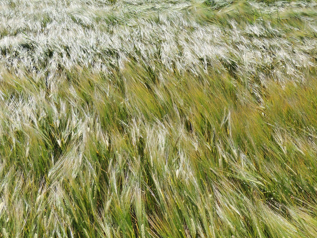 cornfield wheat cereals free photo