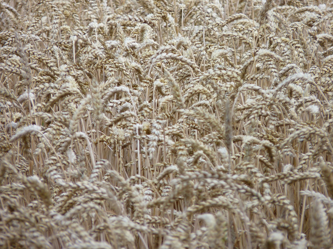 cornfield spike harvest free photo