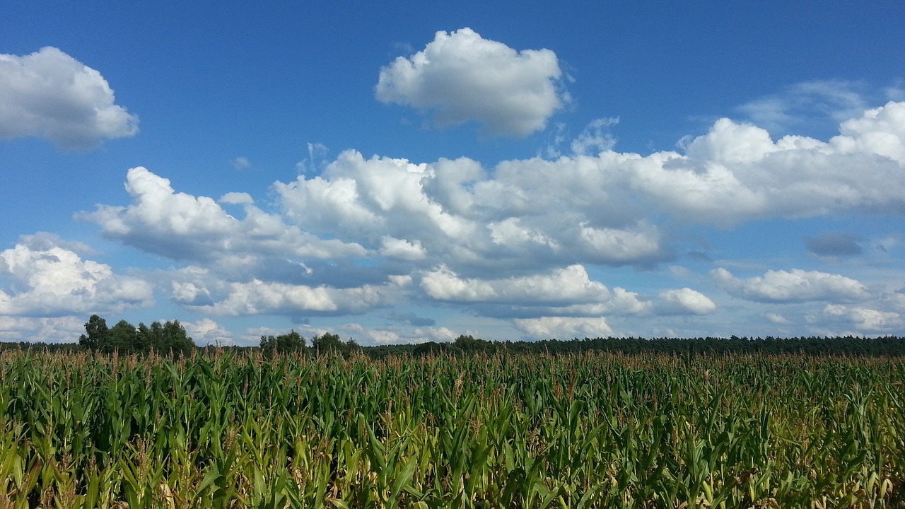 cornfield corn agriculture free photo