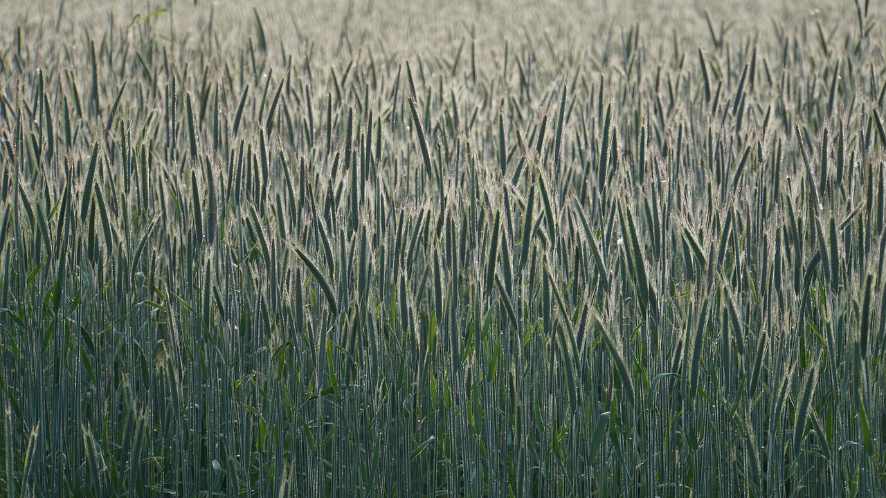 cornfield  crop  sunrise free photo