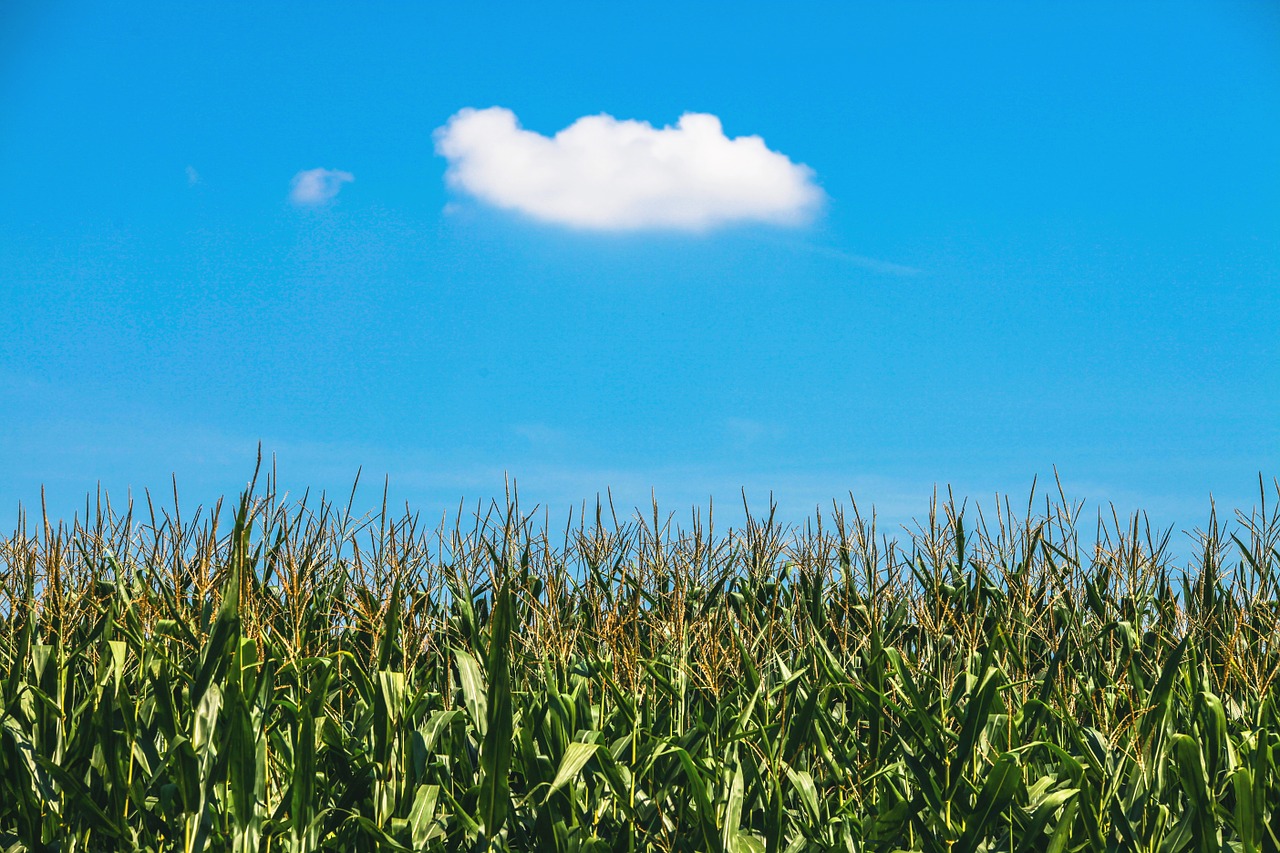 cornfield cloud summer free photo