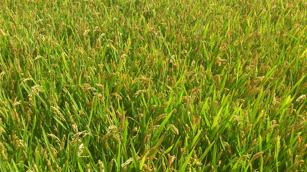 cornfield rice cultivation free photo