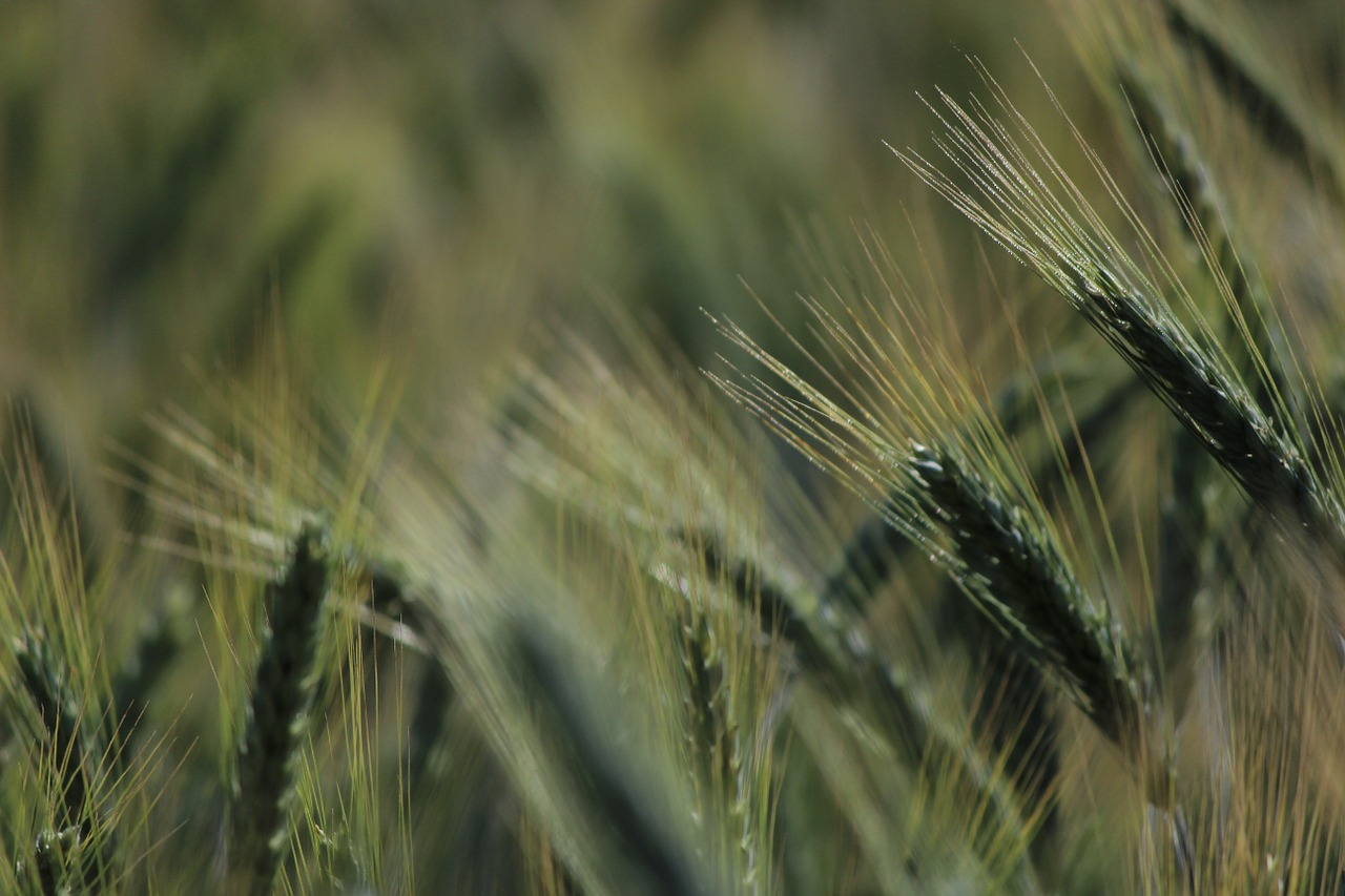 cornfield spike wheat free photo