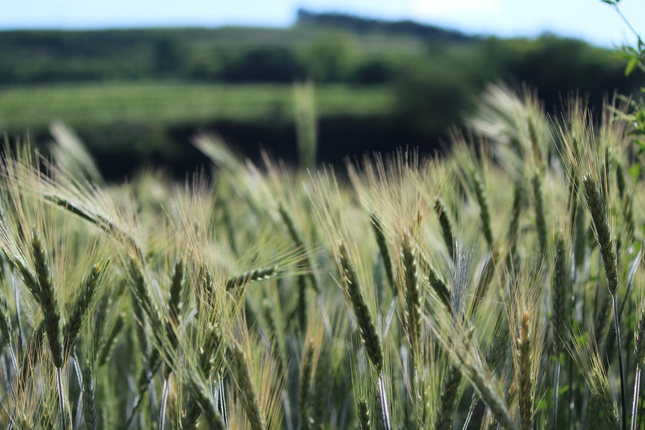 cornfield spike wheat free photo
