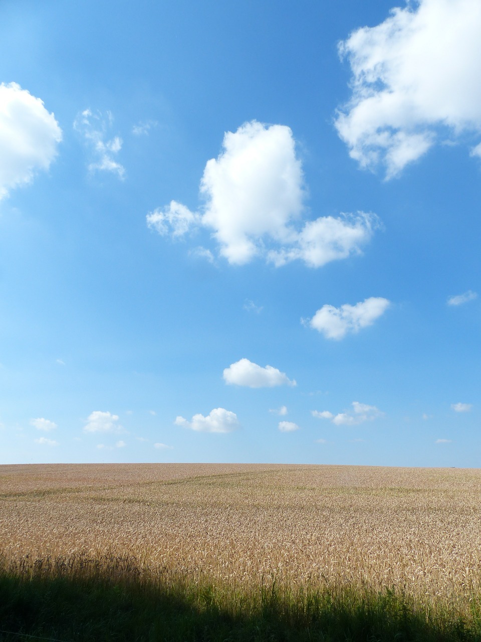 cornfield summer clouds free photo