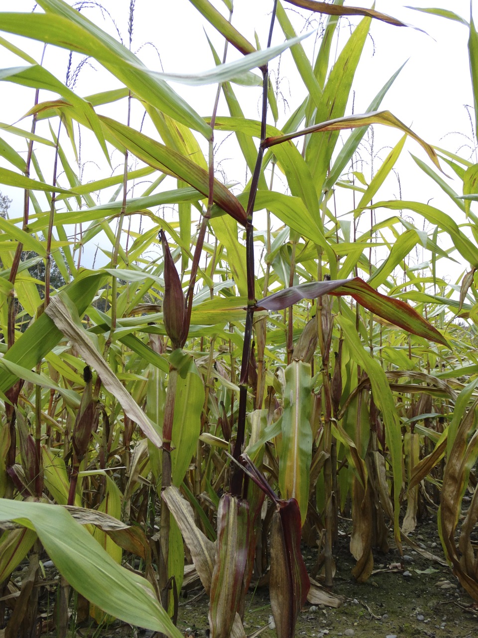 cornfield corn plant free photo