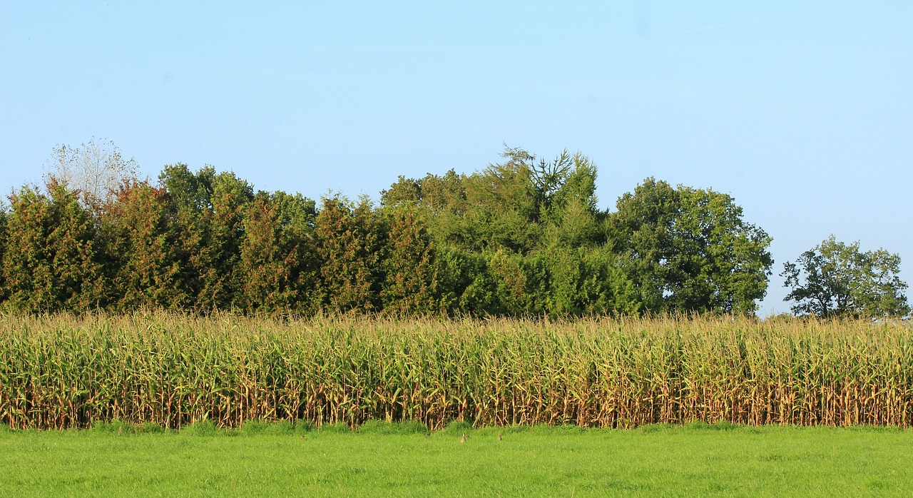 cornfield landscape blue free photo