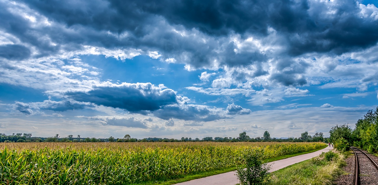 cornfield landscape clouds free photo