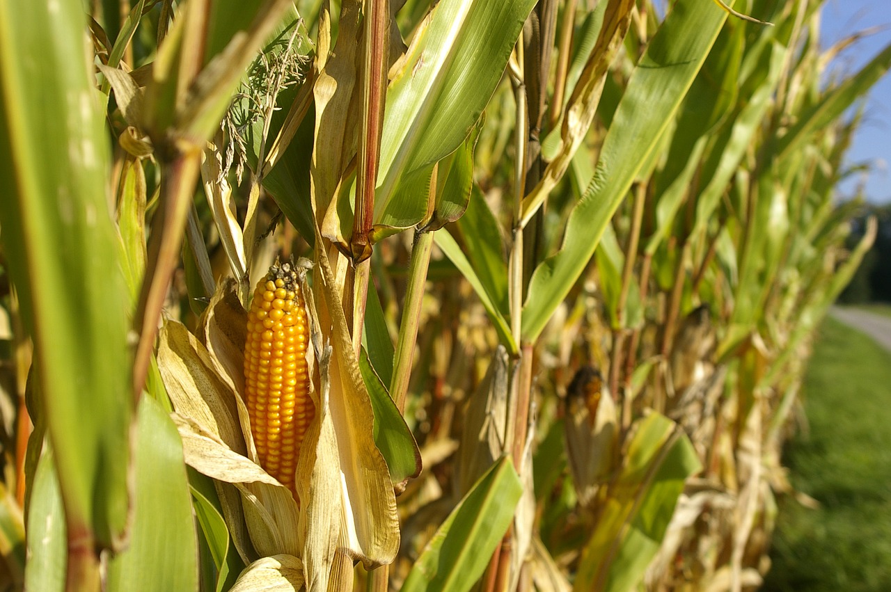 cornfield corn piston free photo