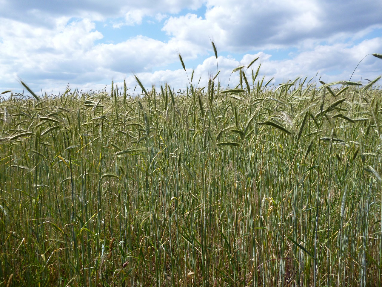 cornfield summer plant free photo