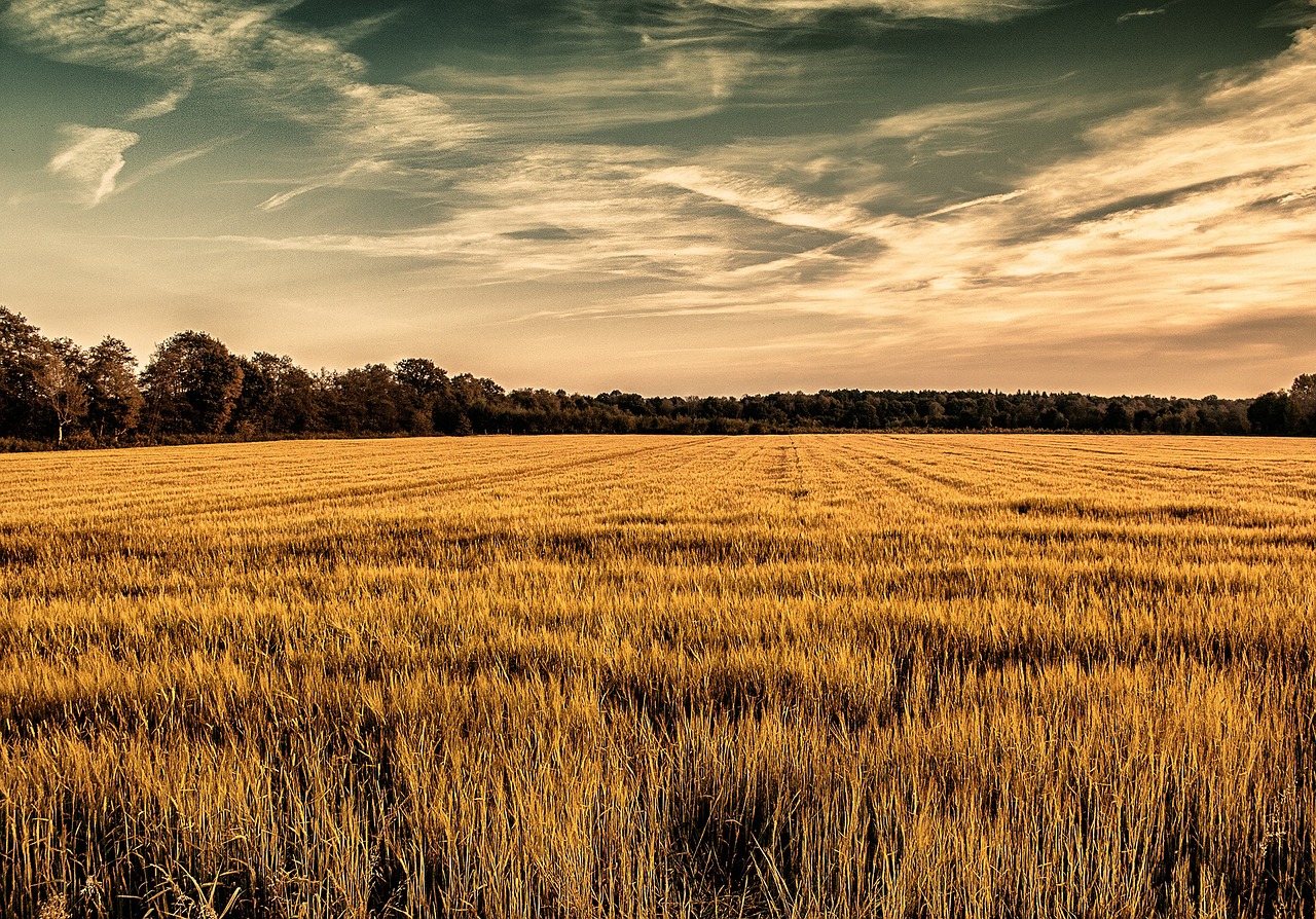 cornfield sky yellow free photo