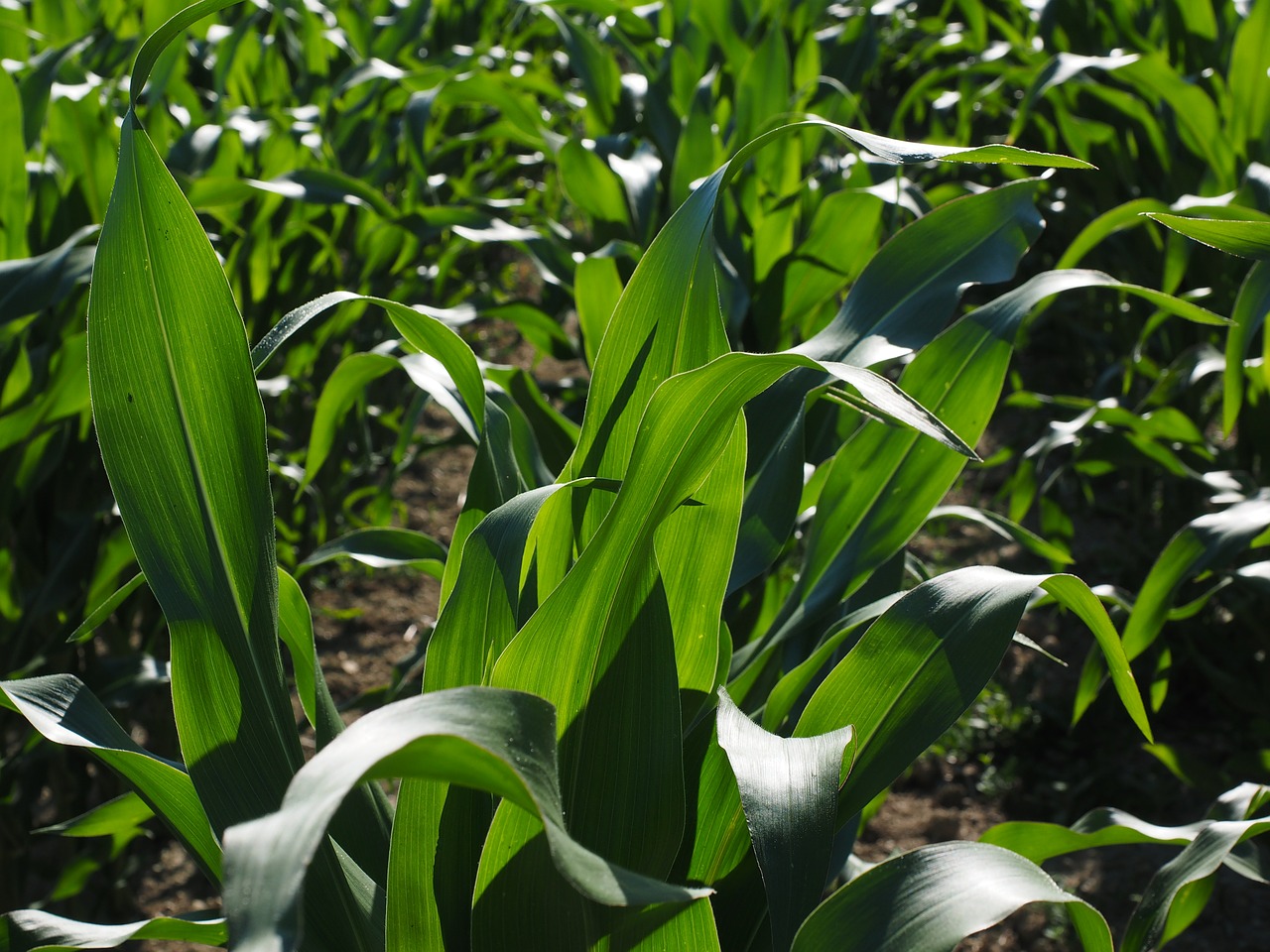 cornfield corn cultivation agriculture free photo