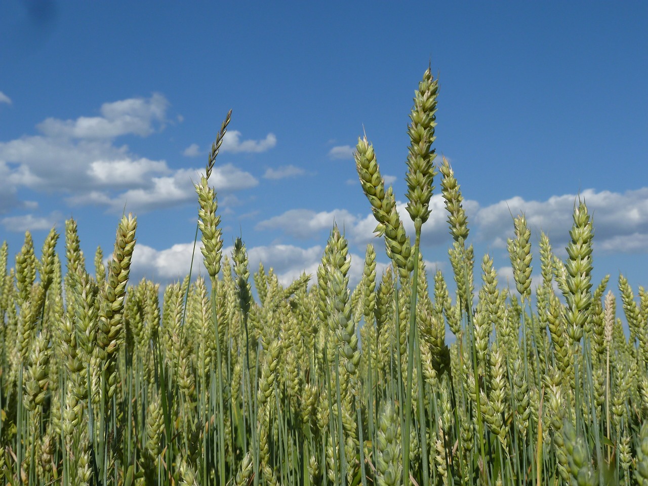 cornfield summer sky cereals free photo