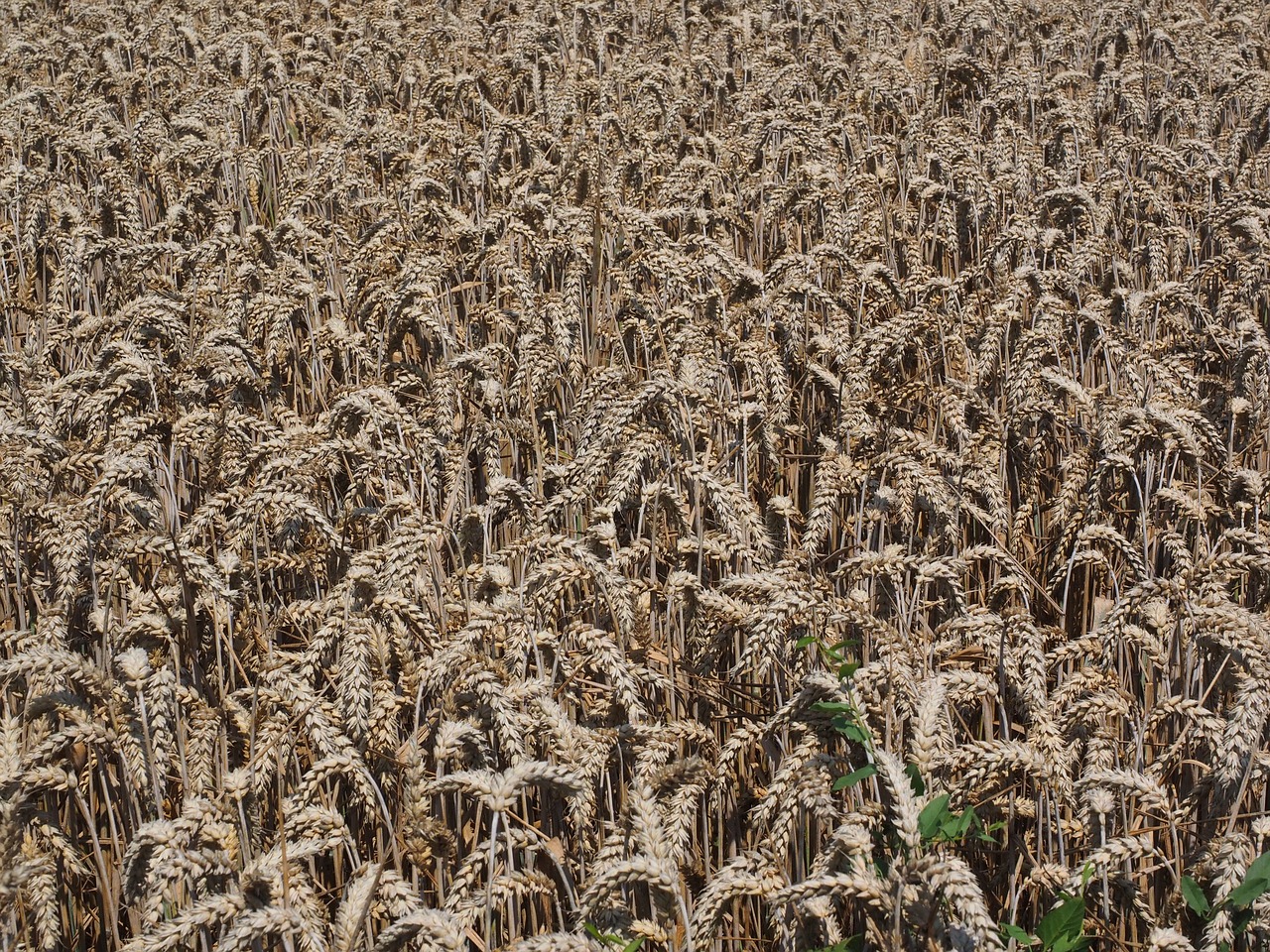 cornfield wheat field wheat free photo