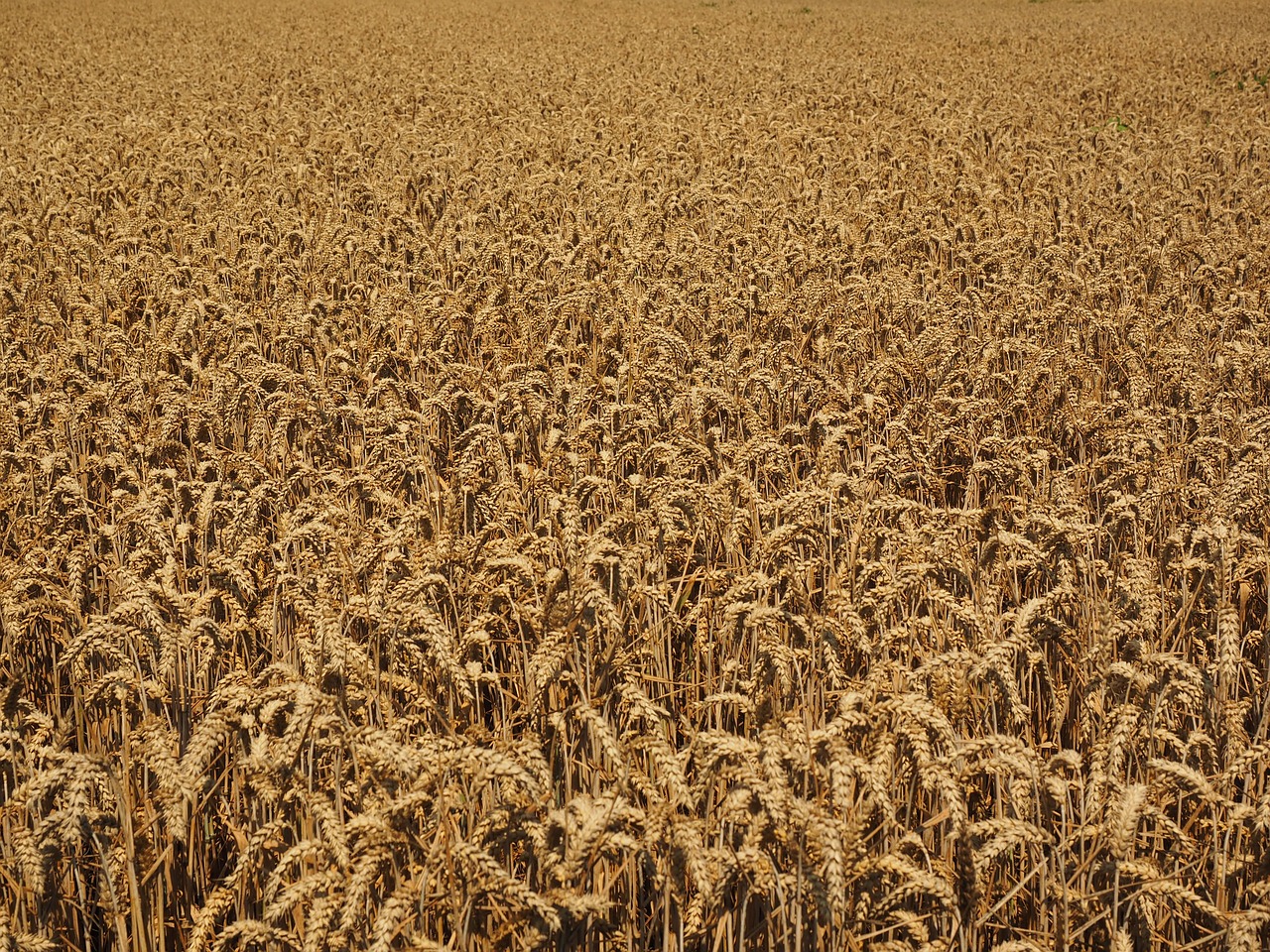 cornfield wheat field harvest free photo