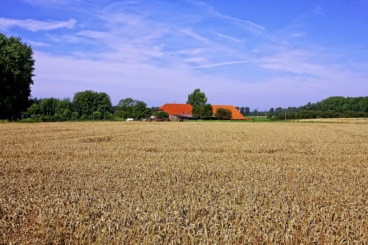 cornfield agriculture homestead free photo