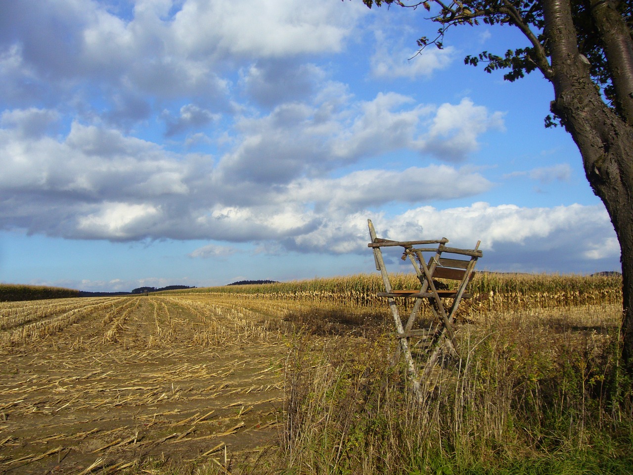 cornfield harvested agriculture free photo