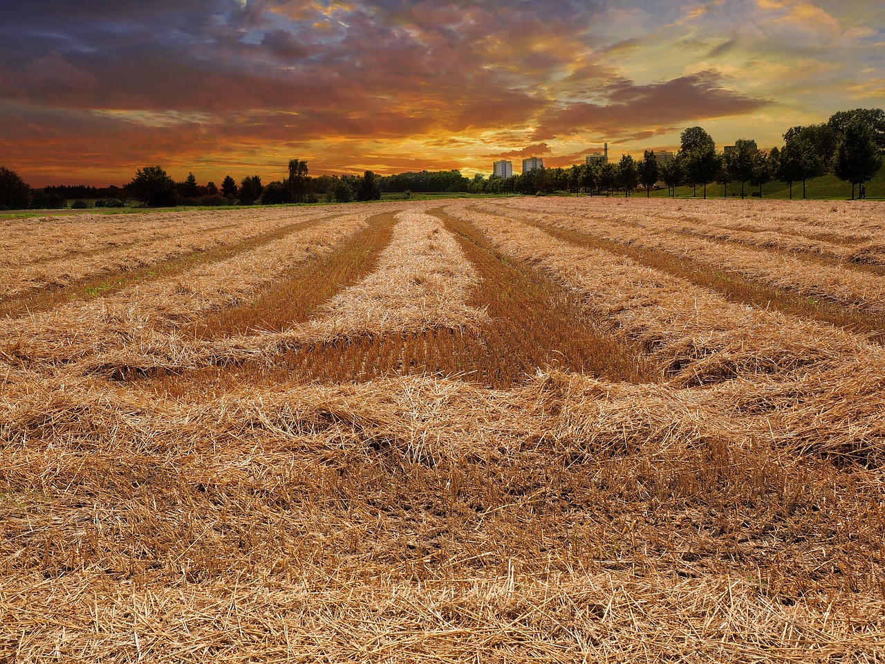 cornfield wheat field cereals free photo