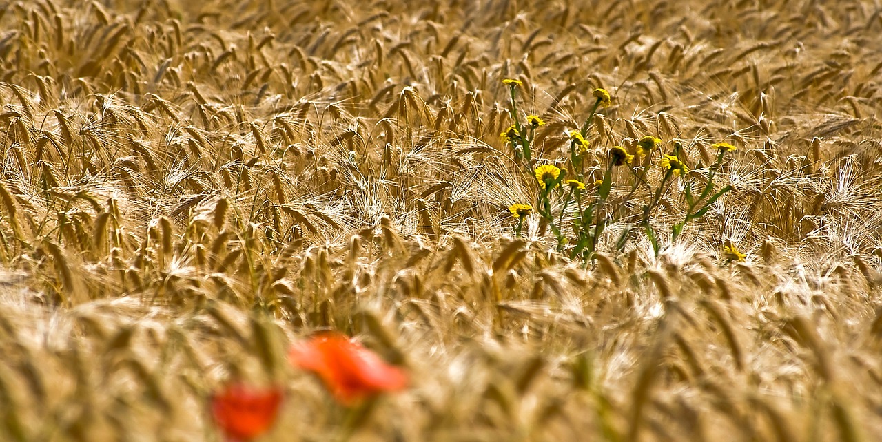 cornfield klatschmohn flowers free photo