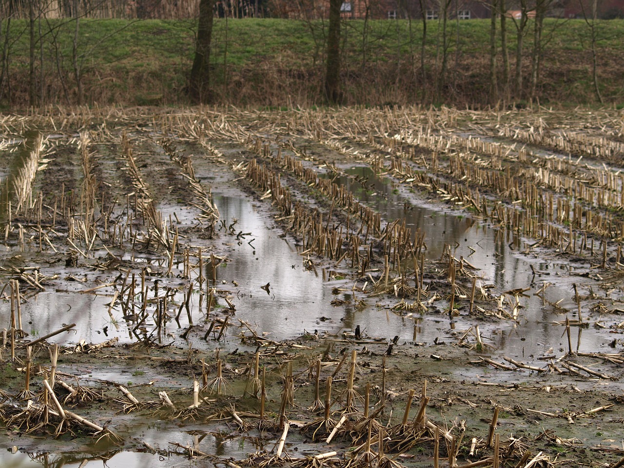 cornfield flooded underwater free photo