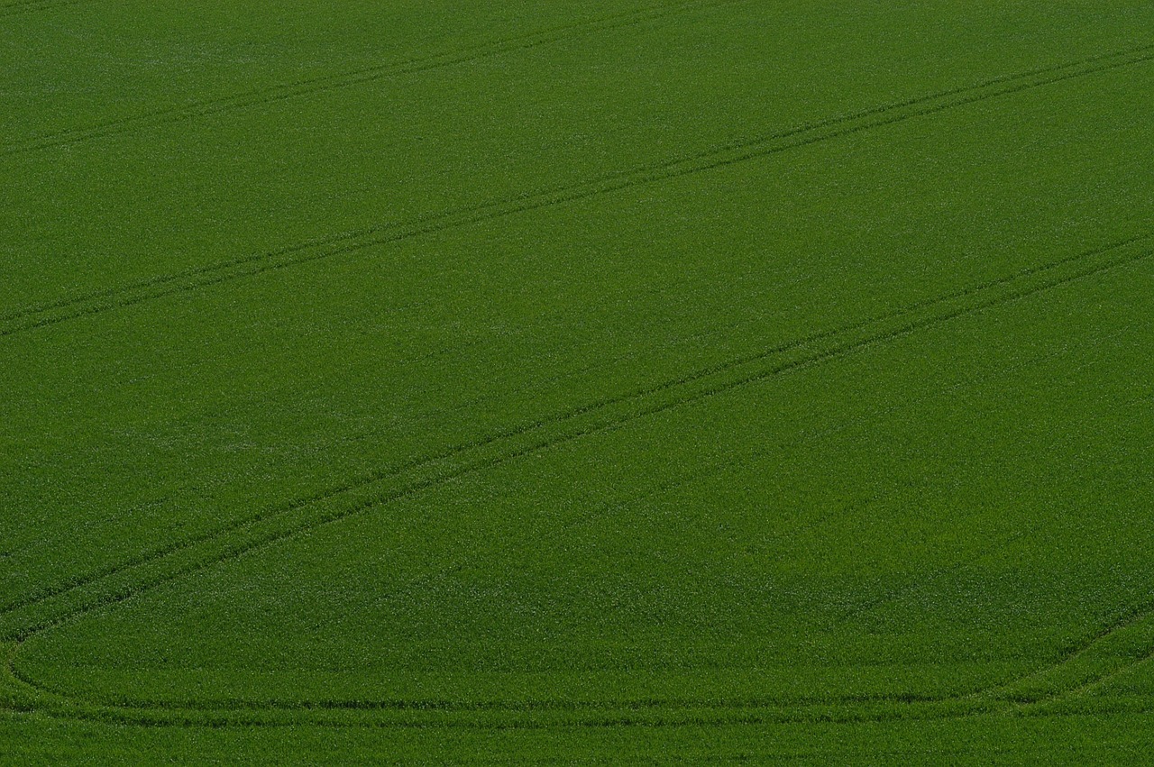 cornfield arable fields free photo