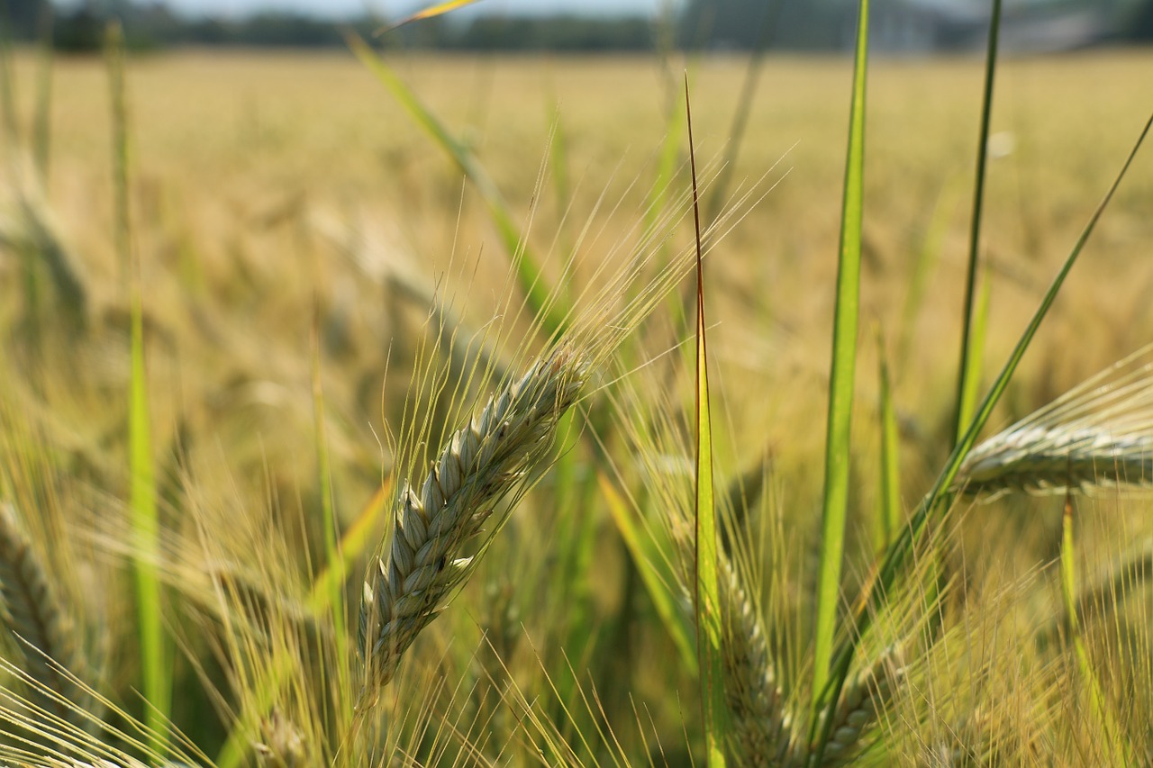cornfield grain cereals free photo